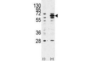 Image no. 3 for anti-Beclin 1, Autophagy Related (BECN1) (AA 181-210) antibody (ABIN3030157)