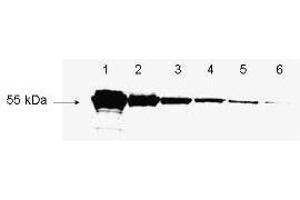 Western Blotting (WB) image for anti-DYKDDDDK Tag antibody (ABIN99294)