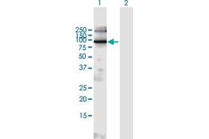 Image no. 1 for anti-Exocyst Complex Component 6B (EXOC6B) (AA 1-811) antibody (ABIN949097)