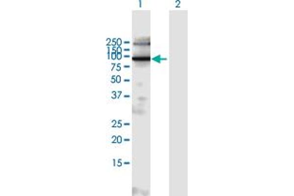 EXOC6B Antikörper  (AA 1-811)