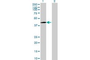 Western Blot analysis of THOC3 expression in transfected 293T cell line by THOC3 MaxPab polyclonal antibody.