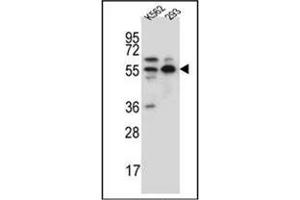 Image no. 2 for anti-NEDD8 Activating Enzyme E1 Subunit 1 (NAE1) (AA 171-200), (Middle Region) antibody (ABIN950470)