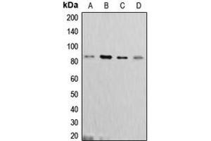 Image no. 3 for anti-Cortactin (CTTN) (C-Term) antibody (ABIN2704675)