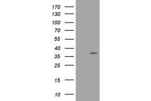 Image no. 2 for anti-COP9 Signalosome Complex Subunit 6 (COPS6) (AA 58-327) antibody (ABIN1491602)