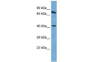 Image no. 1 for anti-Keratin 83 (KRT83) (Middle Region) antibody (ABIN2786188)