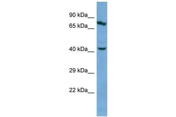 KRT83 antibody  (Middle Region)