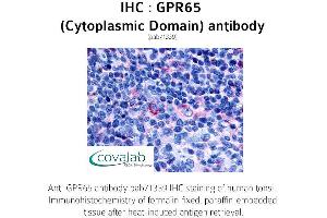 Image no. 1 for anti-G Protein-Coupled Receptor 65 (GPR65) (1st Cytoplasmic Domain) antibody (ABIN1735147)