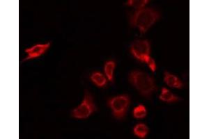 CHST2 antibody  (N-Term)