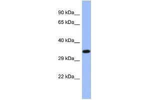 Image no. 1 for anti-Nuclear Receptor Subfamily 2, Group E, Member 3 (NR2E3) (C-Term) antibody (ABIN2780916)
