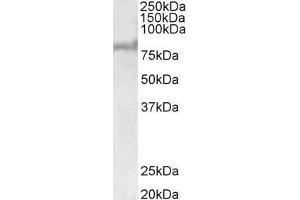 Image no. 1 for anti-Chemokine (C-C Motif) Ligand 17 (CCL17) (AA 460-473) antibody (ABIN5539757)