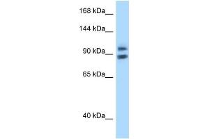 Image no. 1 for anti-Zinc Fingers and Homeoboxes 1 (ZHX1) (N-Term) antibody (ABIN2780838)