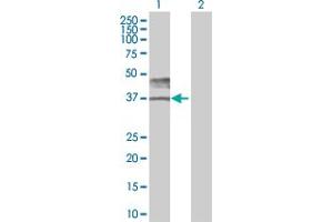 Image no. 1 for anti-Basigin (Ok Blood Group) (BSG) (AA 1-269) antibody (ABIN1327742)