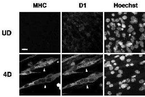 Image no. 1 for anti-Melanoma Antigen Family D, 1 (MAGED1) (AA 1-775) antibody (ABIN2452045)