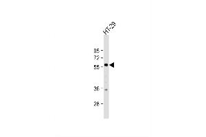Image no. 4 for anti-Kruppel-Like Factor 4 (Gut) (KLF4) (AA 69-101) antibody (ABIN389187)