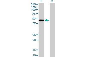Western Blot analysis of ILKAP expression in transfected 293T cell line by ILKAP MaxPab polyclonal antibody.