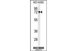 anti-Kelch-Like 24 (KLHL24) (AA 182-211) antibody