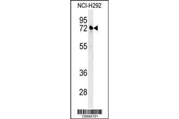 anti-Kelch-Like 24 (KLHL24) (AA 182-211) antibody