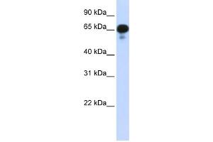 Image no. 1 for anti-Protein Phosphatase 1J (PPM1J) (N-Term) antibody (ABIN2785863)
