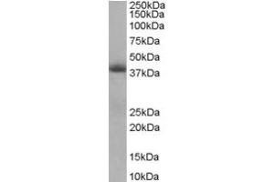 Image no. 1 for anti-Translocase of Inner Mitochondrial Membrane 50 Homolog (TIMM50) (Internal Region) antibody (ABIN185291)
