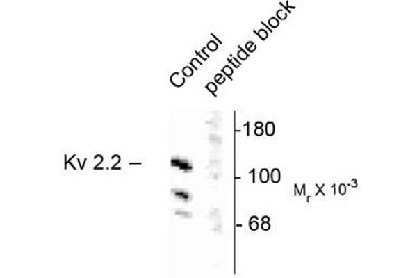 Kv2.2 antibody