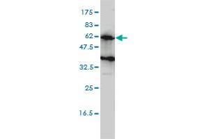 Image no. 3 for anti-Kin of IRRE Like 2 (Drosophila) (KIRREL2) (AA 1-219) antibody (ABIN566531)