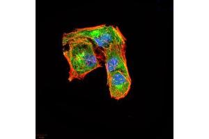G-CSF antibody  (AA 1-207)