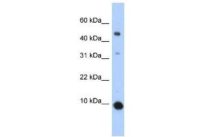 Image no. 1 for anti-Chemokine (C-C Motif) Ligand 2 (CCL2) (Middle Region) antibody (ABIN2792200)