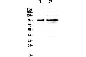 Image no. 4 for anti-Discs, Large Homolog 4 (Drosophila) (DLG4) (AA 581-724) antibody (ABIN3043563)