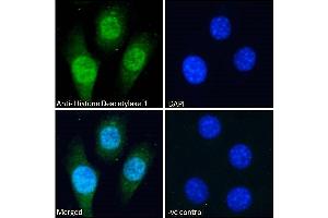 Image no. 1 for anti-Histone Deacetylase 1 (HDAC1) (C-Term) antibody (ABIN5539534)