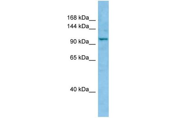 anti-WW and C2 Domain Containing 1 (WWC1) (C-Term) antibody