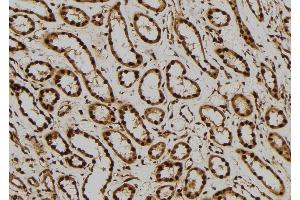 Image no. 2 for anti-Mitogen-Activated Protein Kinase 1 (MAPK1) (N-Term) antibody (ABIN6254915)