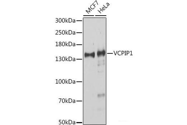 Vcpip1 Antikörper
