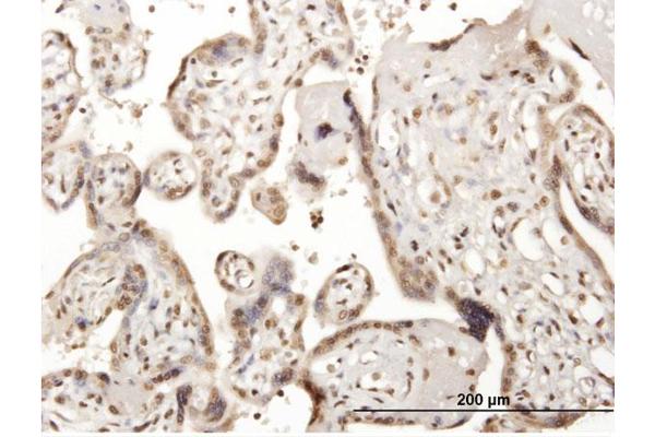anti-Cell Division Cycle 45 Homolog (S. Cerevisiae) (CDC45) (AA 1-566) antibody