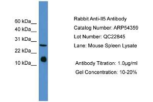 Image no. 2 for anti-Interleukin 5 (IL5) (Middle Region) antibody (ABIN2785670)
