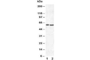 Image no. 1 for anti-Solute Carrier Family 22 Member 6 (SLC22A6) (AA 534-550) antibody (ABIN3032684)