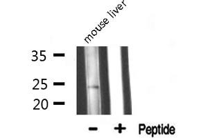 Image no. 1 for anti-Mitochondrial Ribosomal Protein L13 (MRPL13) (C-Term) antibody (ABIN6258512)