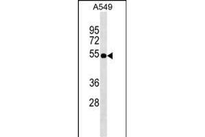 ZFP36L2 Antibody (Center) (ABIN1537929 and ABIN2849247) western blot analysis in A549 cell line lysates (35 μg/lane).