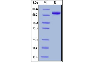 Image no. 1 for Signal-Regulatory Protein alpha (SIRPA) (AA 31-370) protein (Fc Tag) (ABIN6253558)