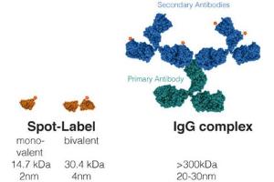 Image no. 4 for Spot-Label for Immunofluorescence (ABIN5680071)