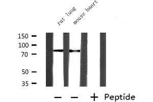 Image no. 3 for anti-Protein Arginine Methyltransferase 7 (PRMT7) antibody (ABIN6264434)