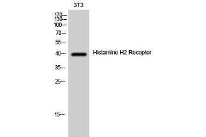 Image no. 1 for anti-Histamine Receptor H2 (HRH2) (Internal Region) antibody (ABIN3185011)