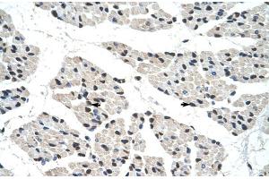 Image no. 3 for anti-RNA-binding protein Raly (RALY) (C-Term) antibody (ABIN2777755)