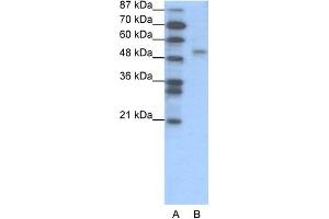 anti-Forkhead Box D2 (FOXD2) (N-Term) antibody