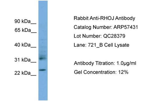 RHOJ antibody  (Middle Region)