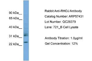 RHOJ antibody  (Middle Region)