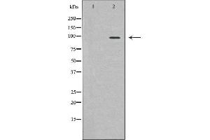 Image no. 1 for anti-Minichromosome Maintenance Deficient 4 (MCM4) antibody (ABIN6266248)