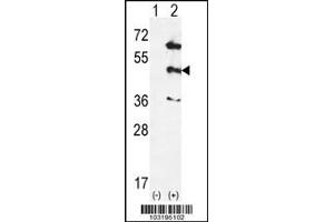 Image no. 2 for anti-Mitogen-Activated Protein Kinase 12 (MAPK12) (Center) antibody (ABIN2447975)