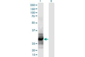 Image no. 2 for anti-Interleukin 12 alpha (IL12A) (AA 144-253) antibody (ABIN948030)