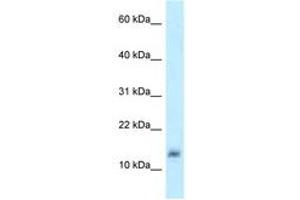 Image no. 1 for anti-Lysozyme-Like 4 (LYZL4) (AA 57-106) antibody (ABIN6747914)