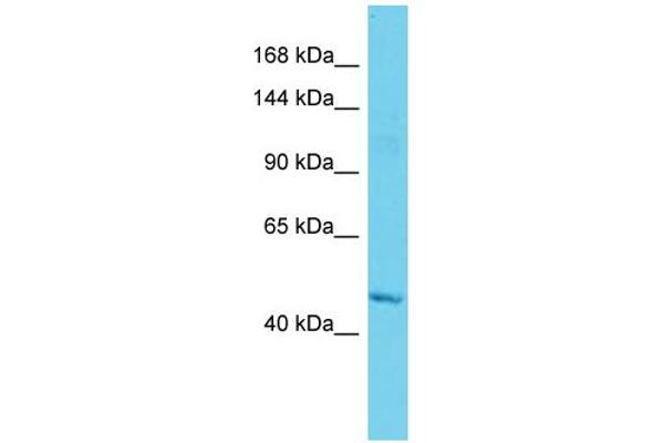 anti-Membrane Bound O-Acyltransferase Domain Containing 2 (MBOAT2) (Middle Region) antibody